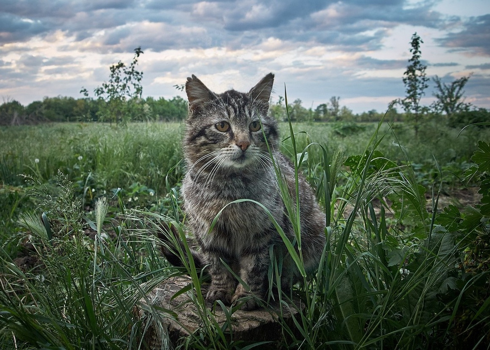 Полевой Кот.