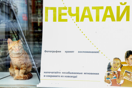 Кот в витрине
