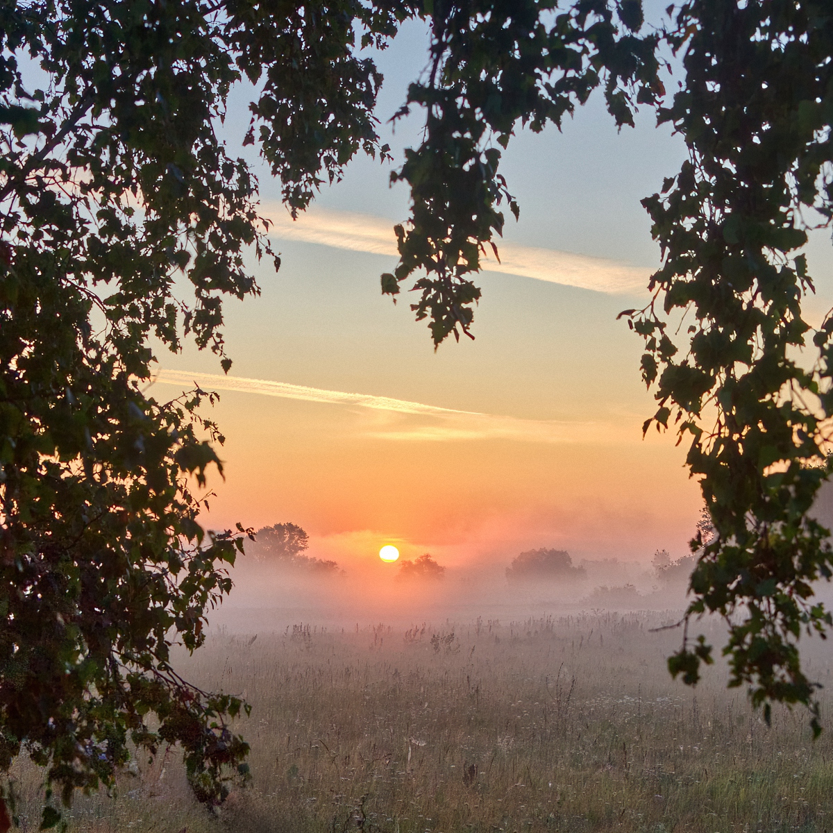 Березовое окошко