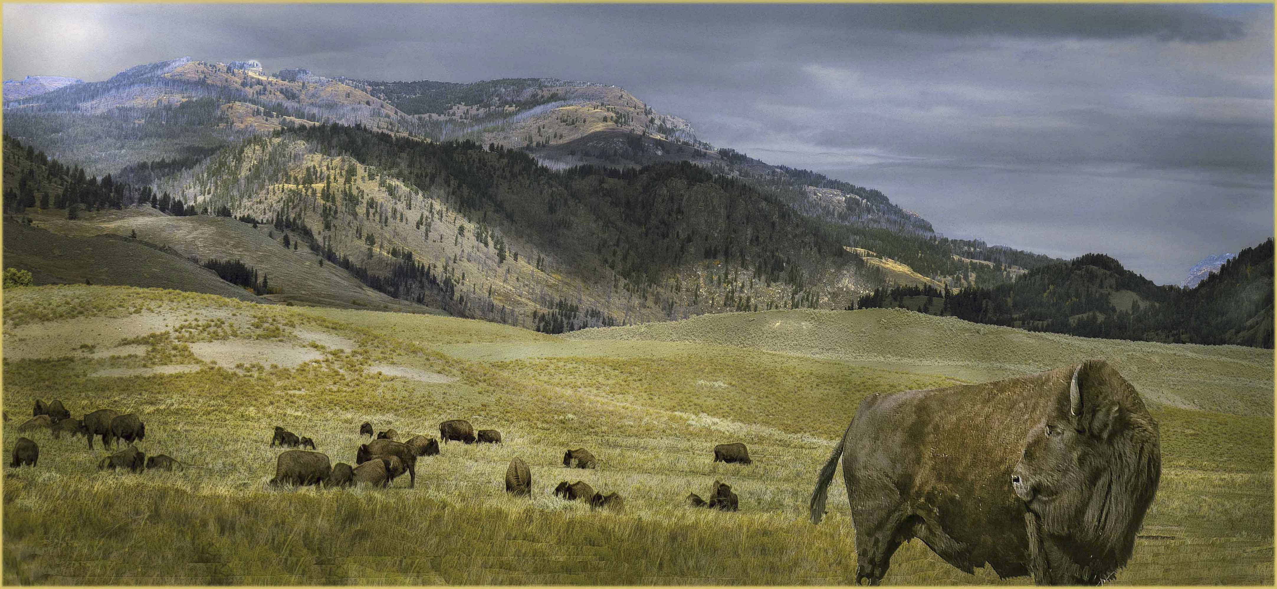 Yellowstone park