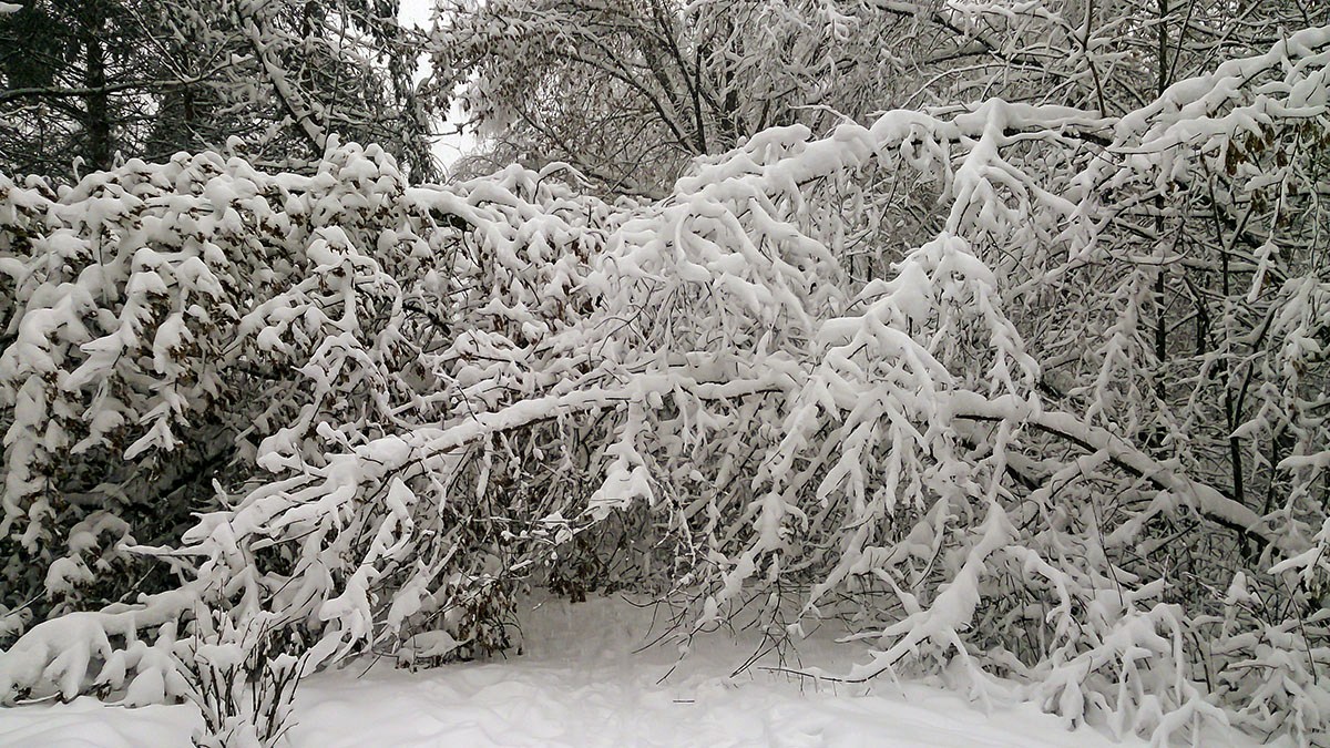 Зимой