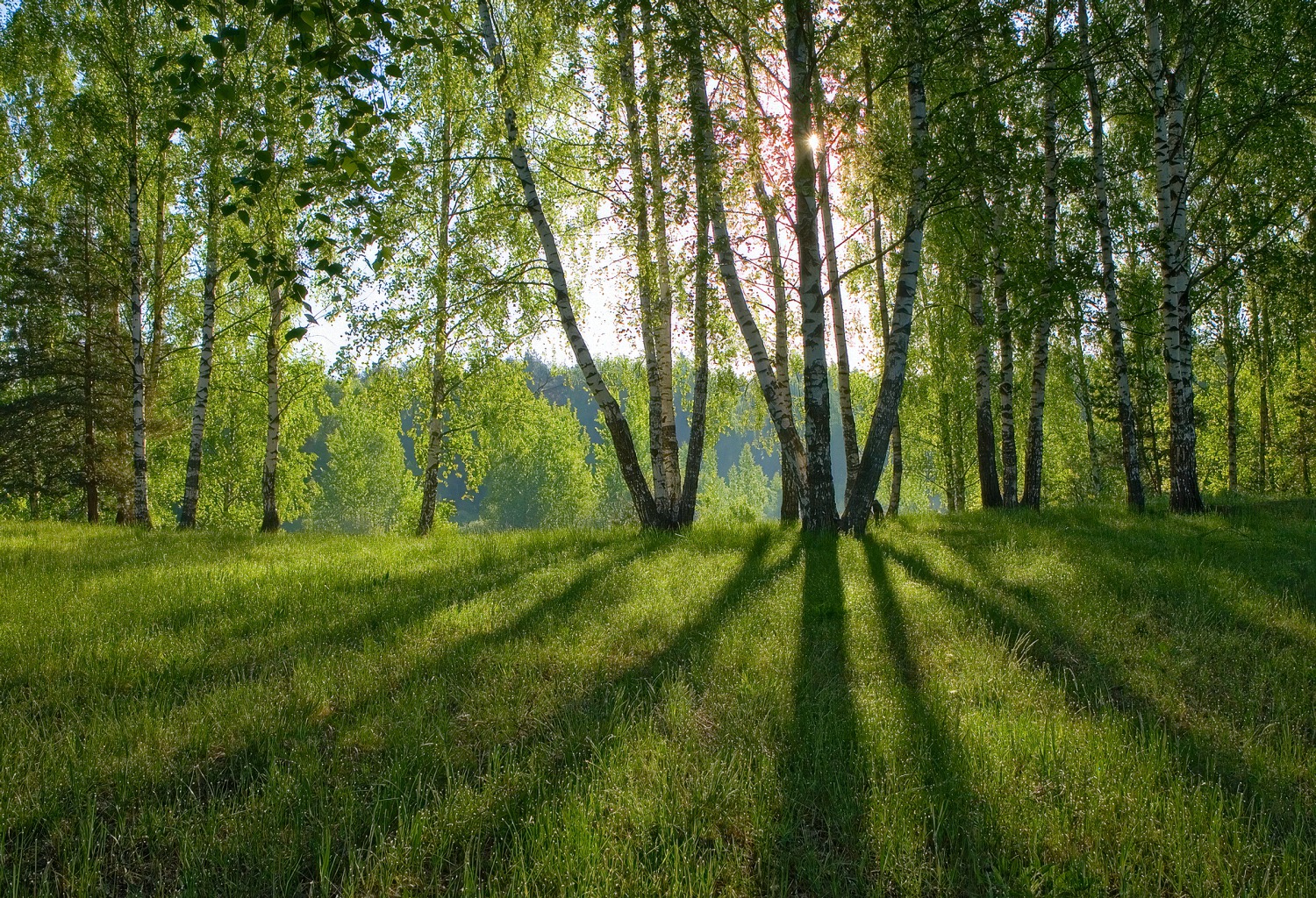 Весенние тени в лесу