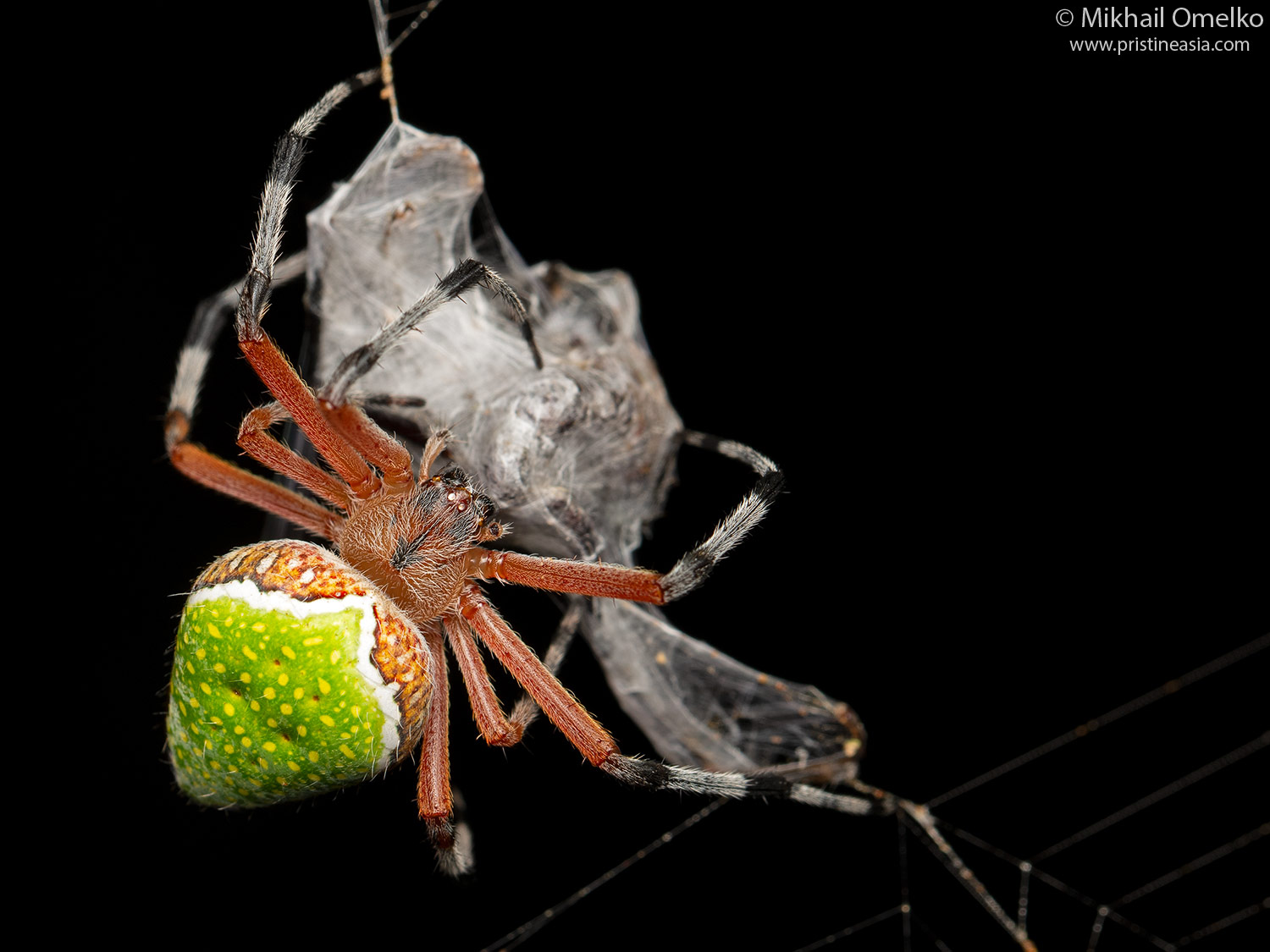 Eriophora nephiloides