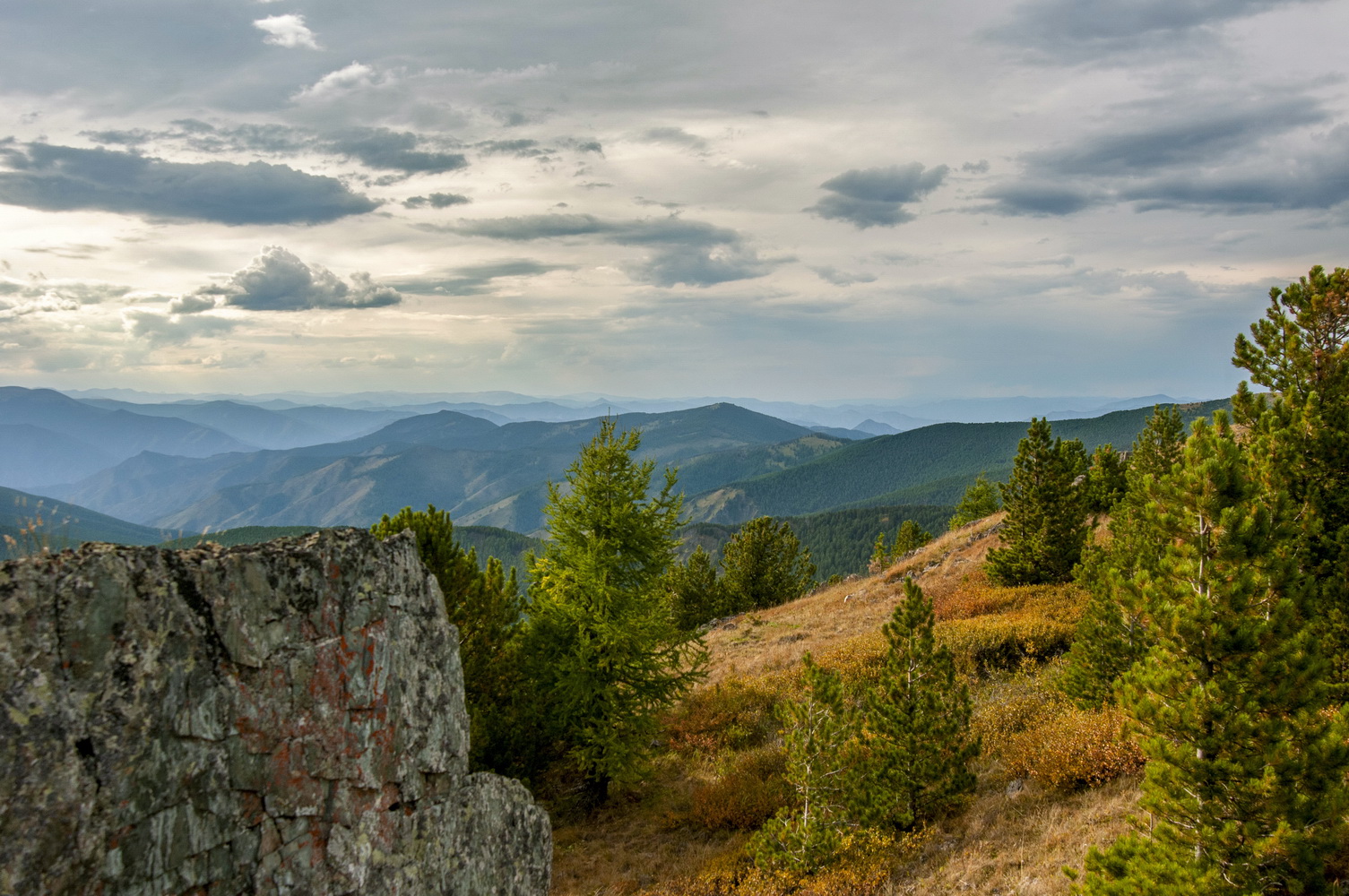 горы, кедры, облака