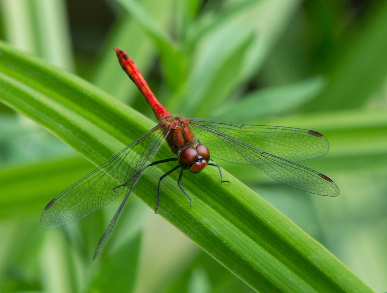 Summer dragonfly