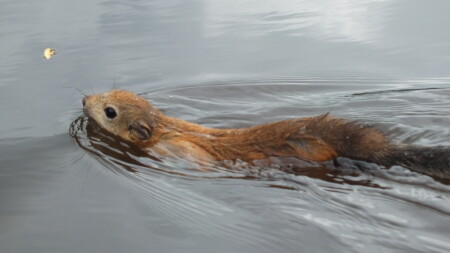 Переправа через р. Ветлуга 