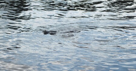 Переправа через р. Ветлуга 