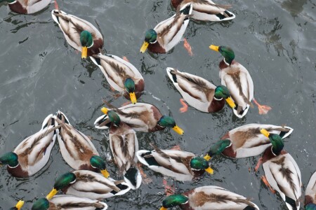 Вечеринка селезней