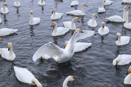 Уже не гадкий утёнок