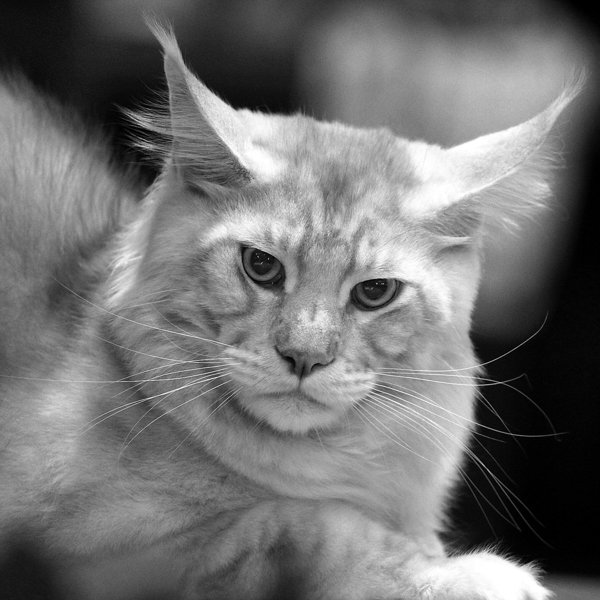 Котяра