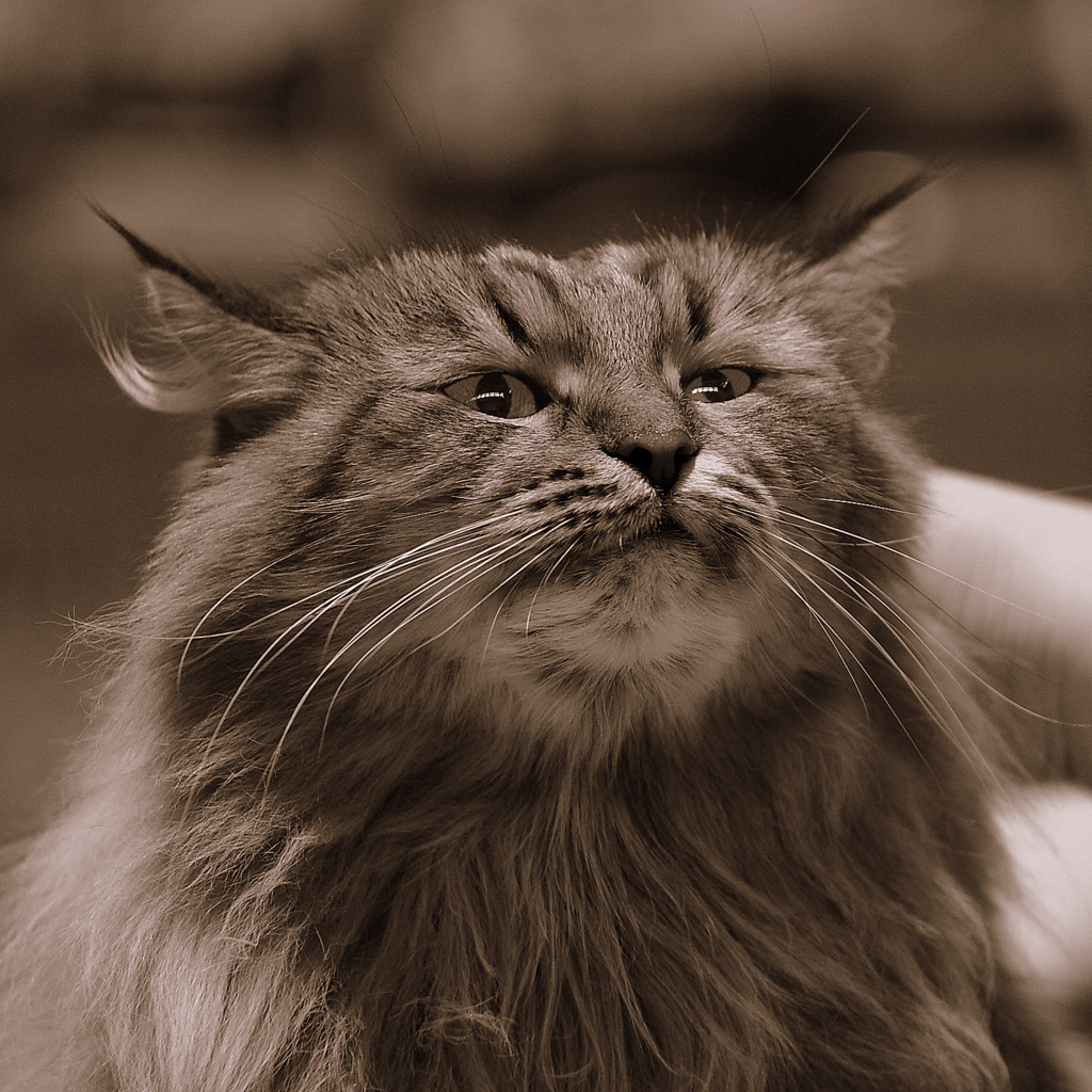 Кот