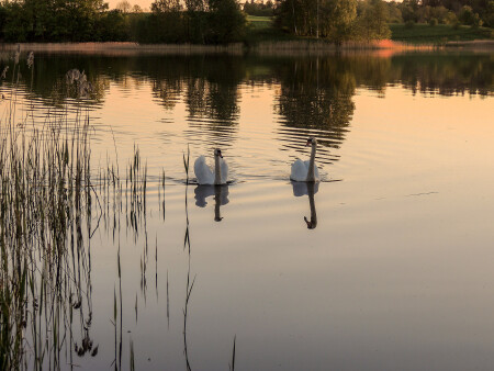 Лебединая пара