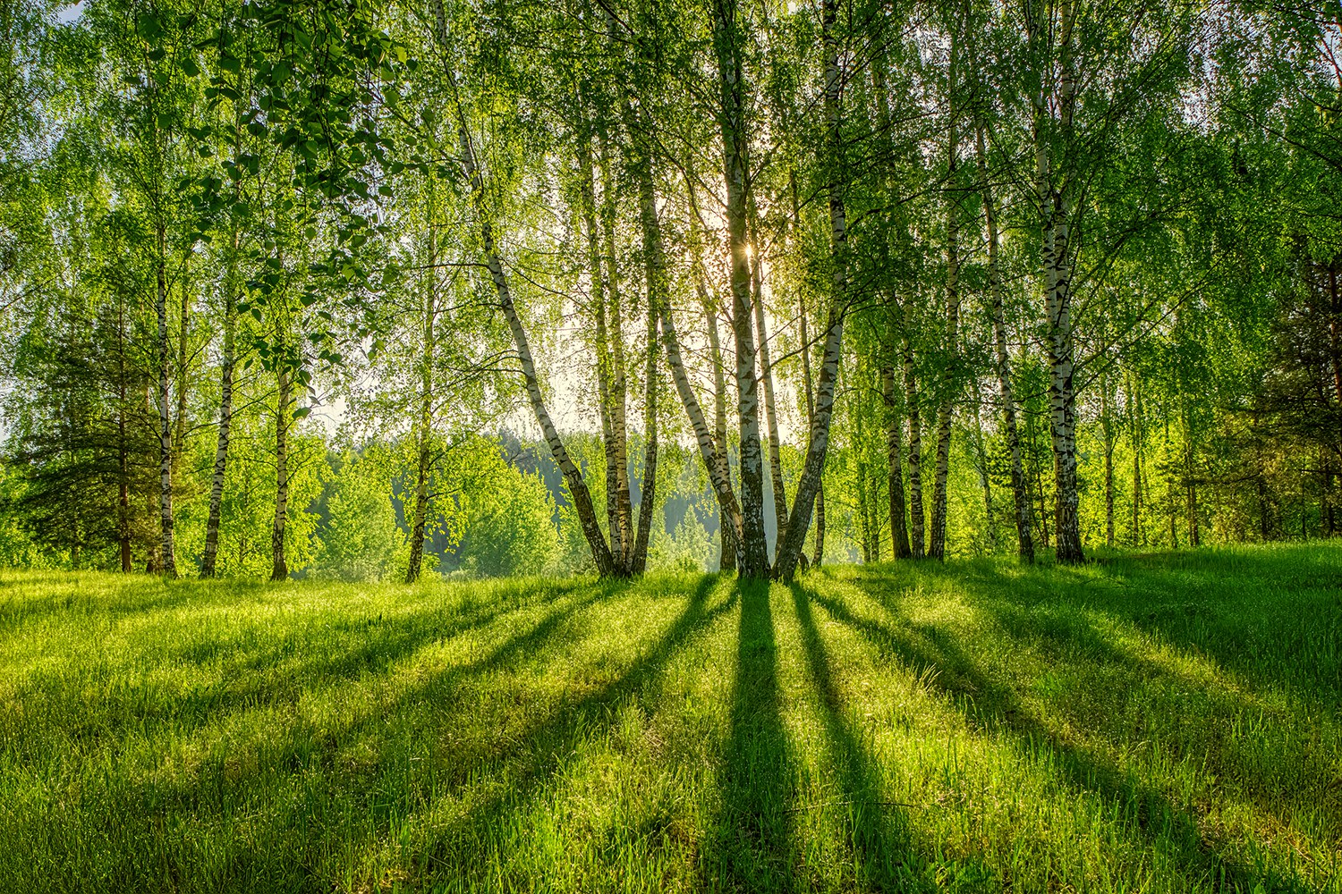 Под сенью весенних берез