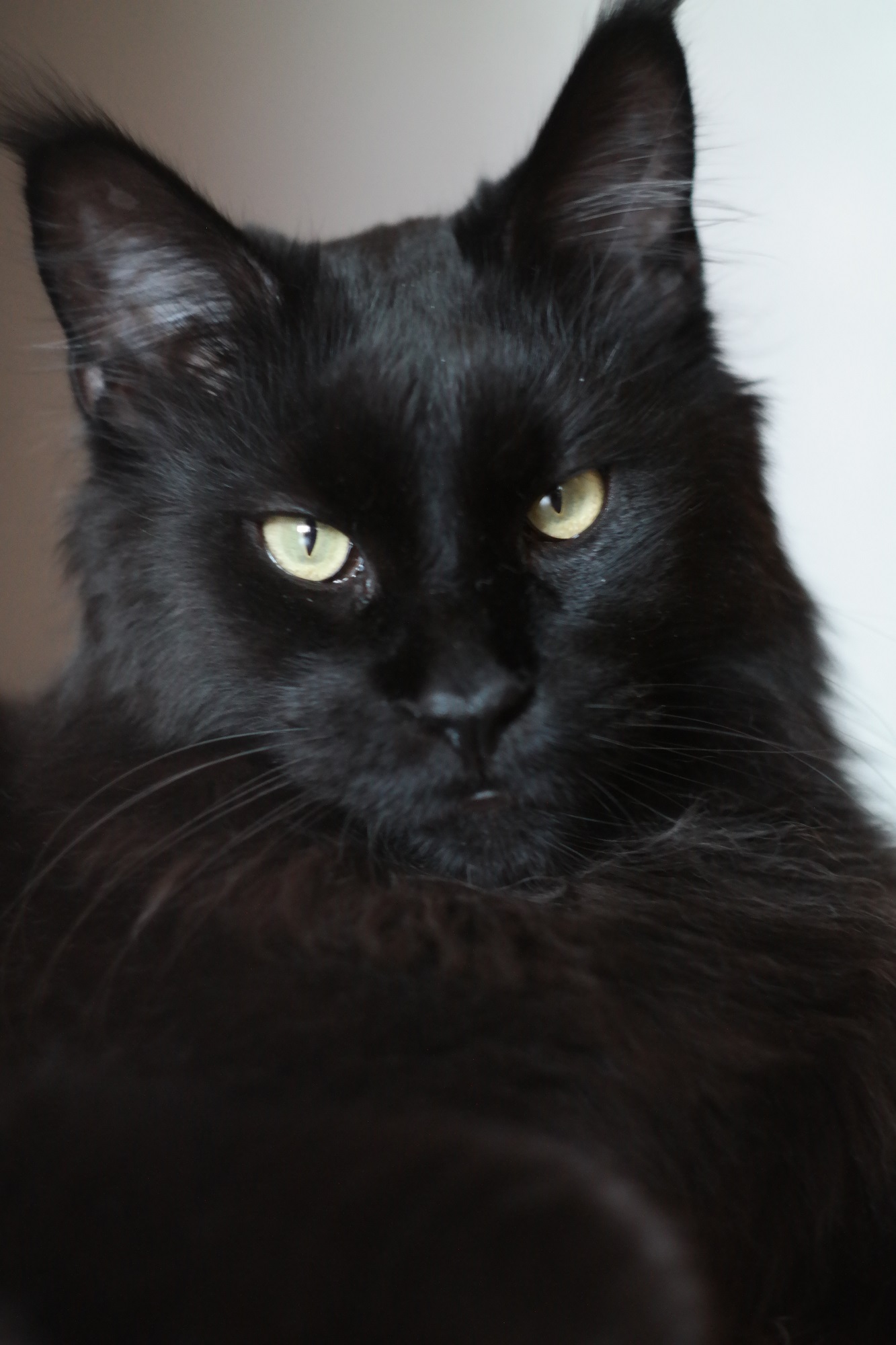 Кот