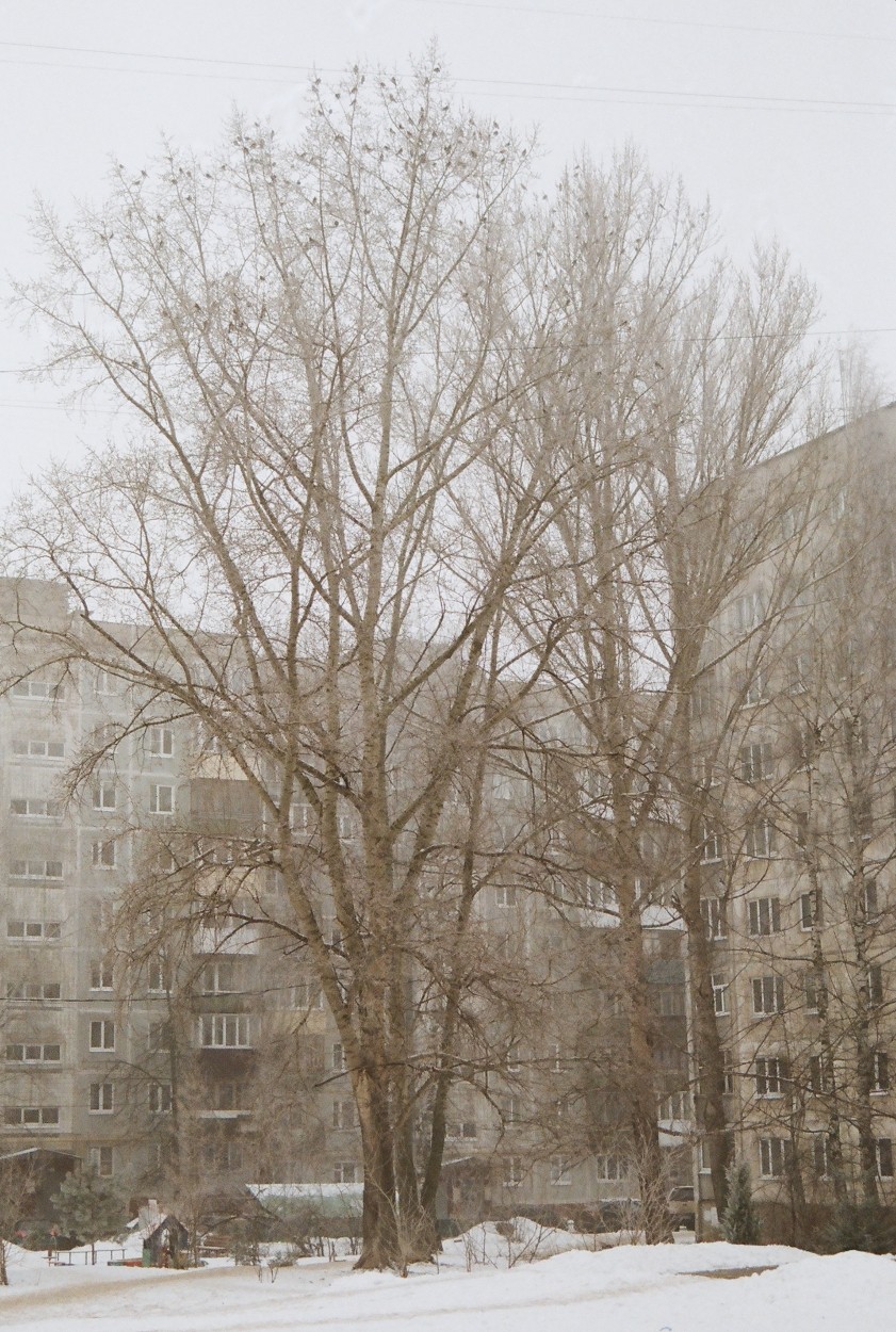 Прилетели свирестели