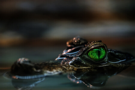 Хищный блеск