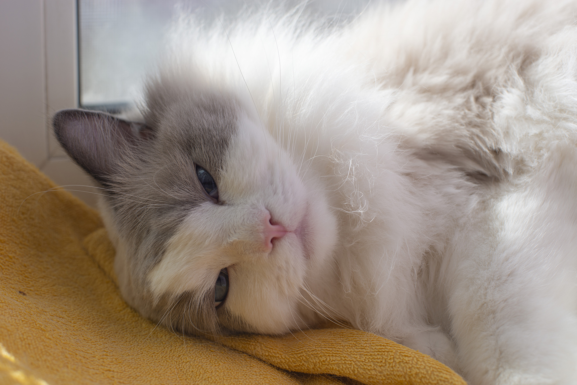 Котосчастье