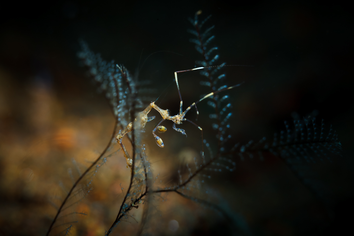 Skeleton Shrimp
