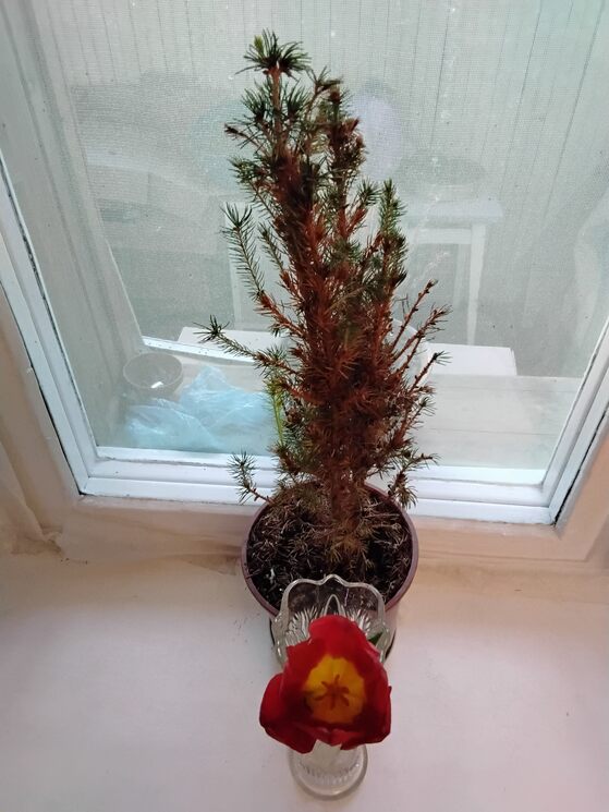 Ёлочка и тюльпанчик