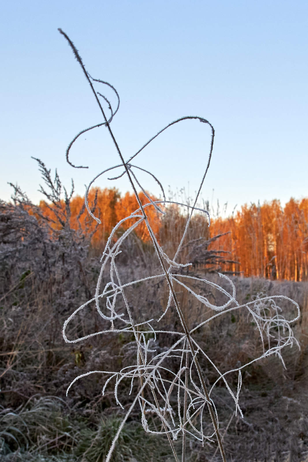 Вензели осени