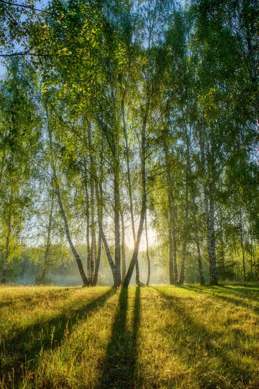 В весеннем лесу