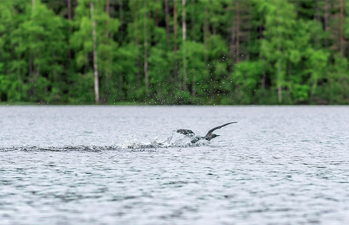 Чернозобая гагара