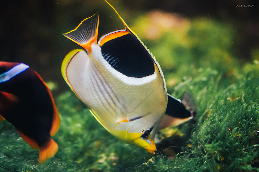 Chaetodon ephippium