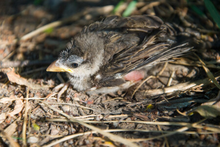 Птенец воробья 