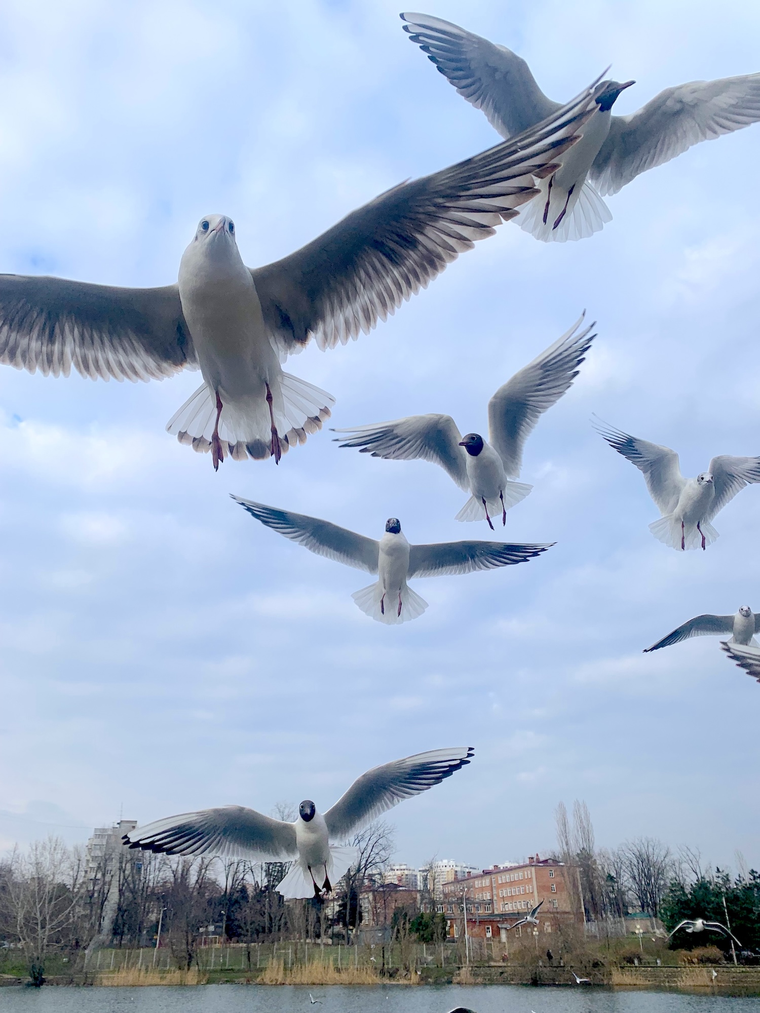Парящие как ангелы