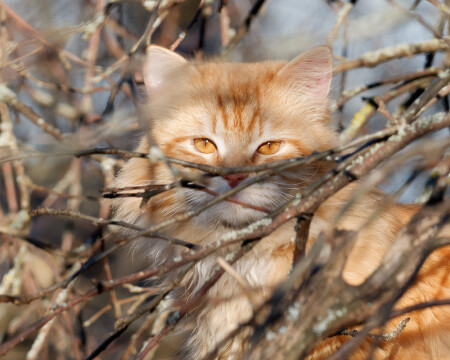 Кот, который построил гнездо...
