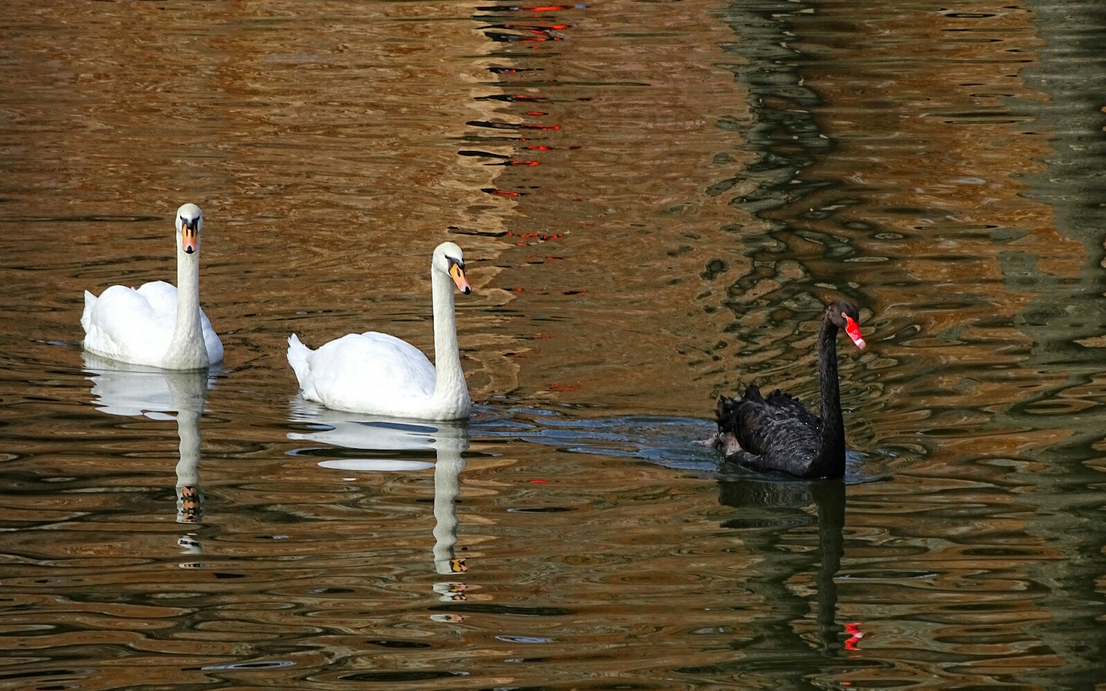 Животные и птицы