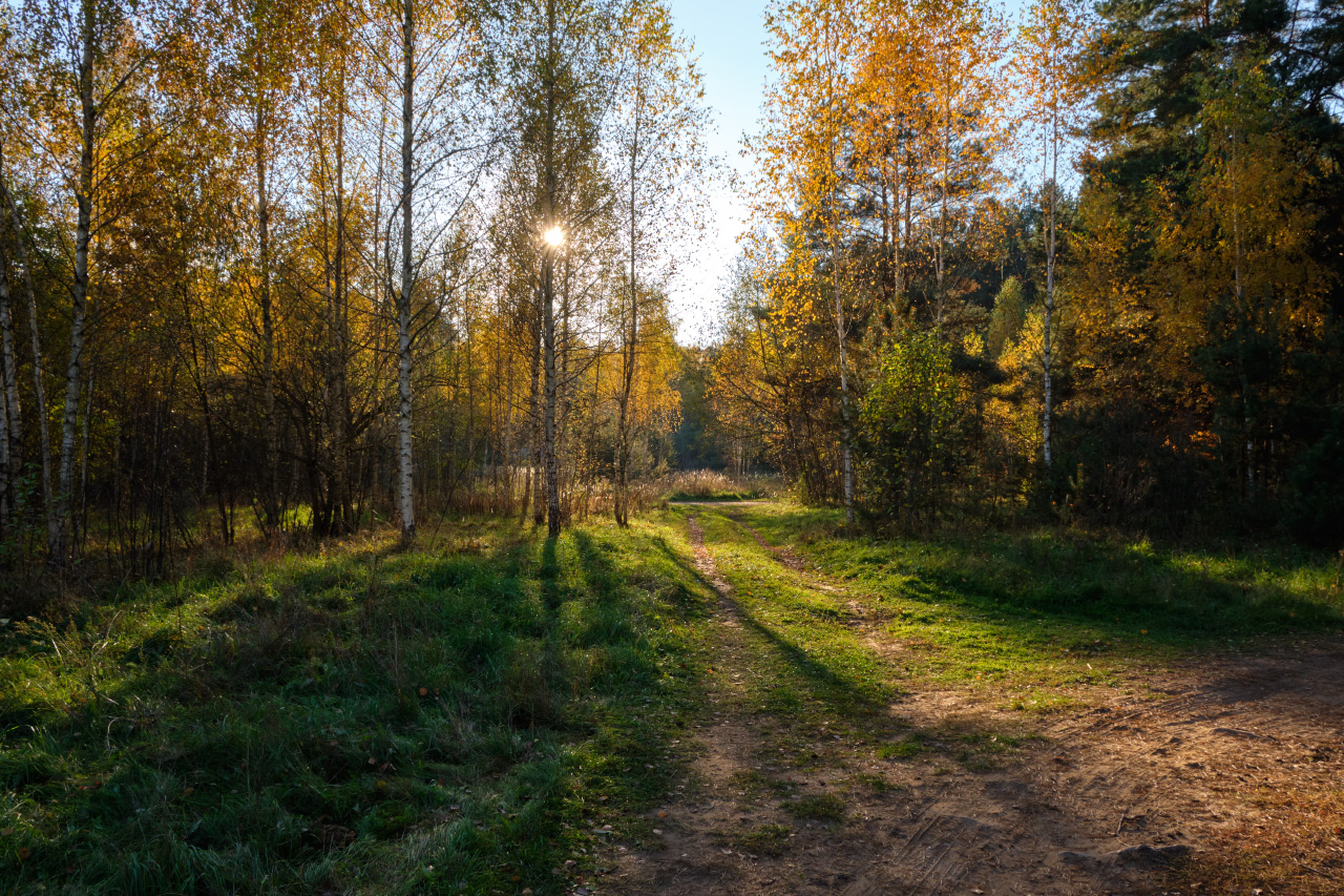Берёзки