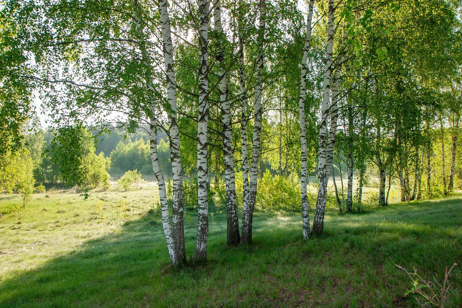 Под сенью леса