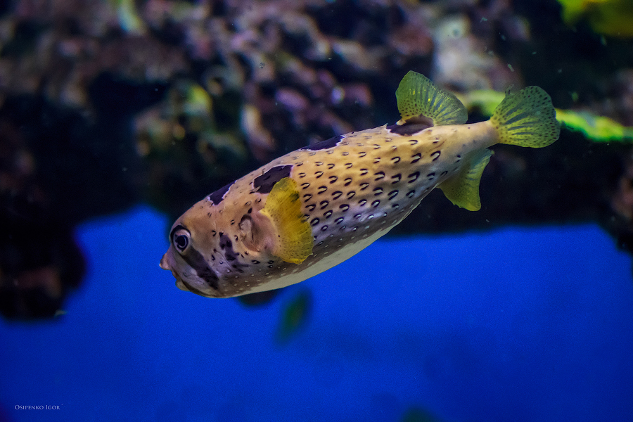 Diodon holocanthus