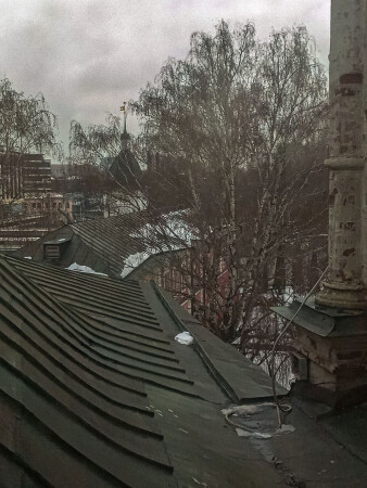 Береза.