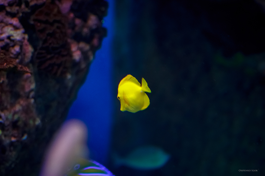 Zebrasoma flavescens