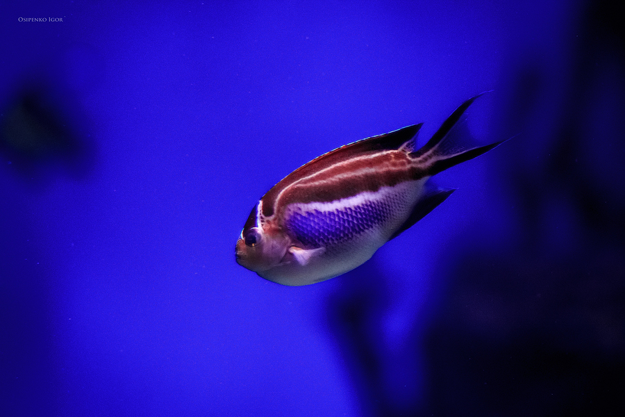Genicanthus bellus