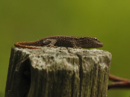 Cape dwarf gecko (Lygodactylus capensis)
