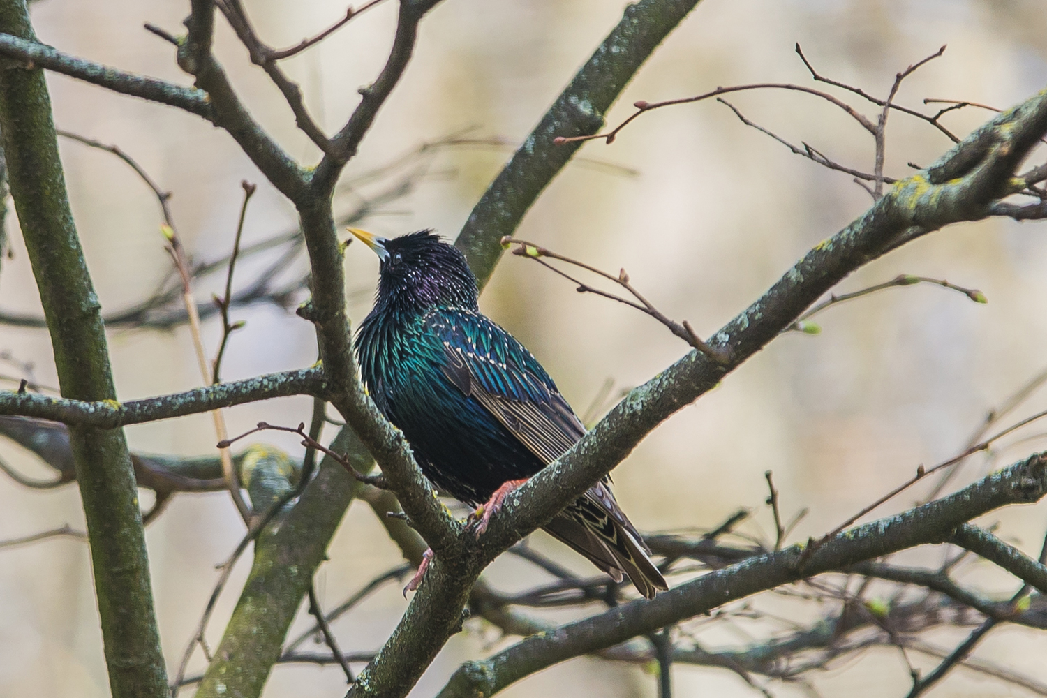 Обыкновенный скворец (Sturnus vulgaris)