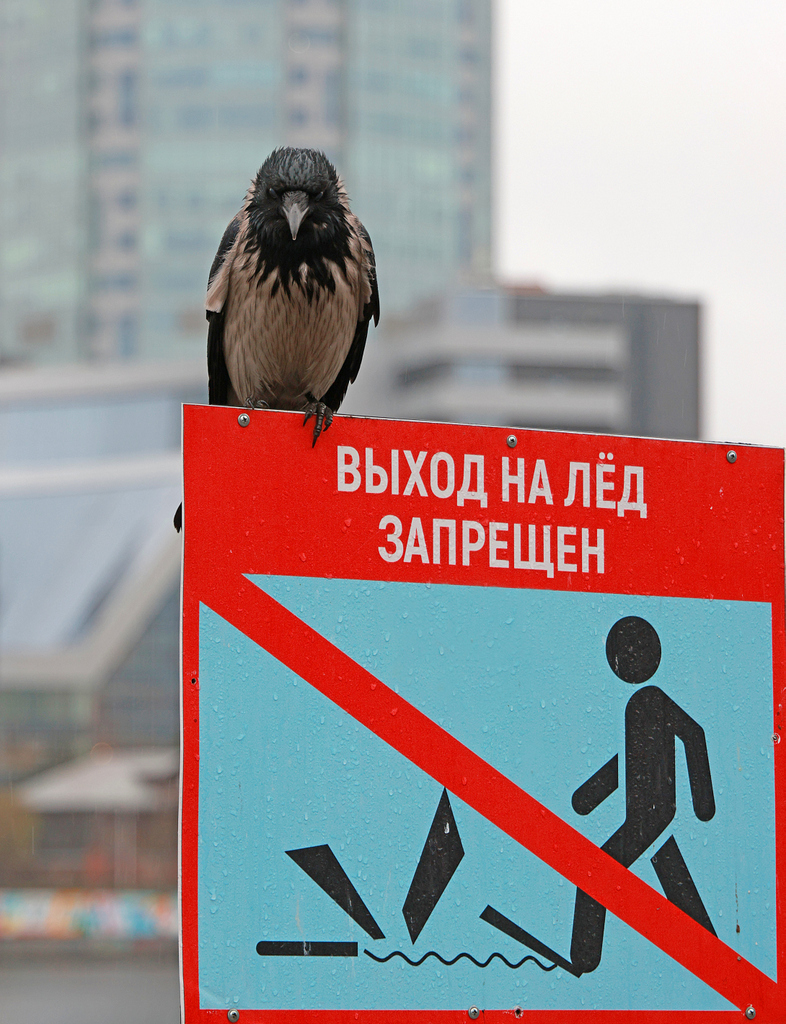 Виктор Николаевич, вы что, читать не умеете?