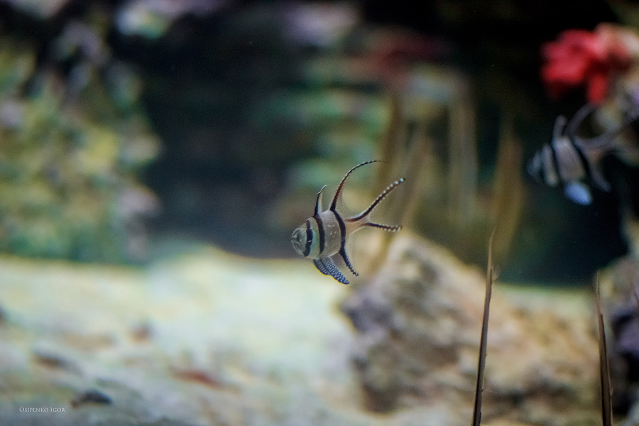 Pterapogon kauderni