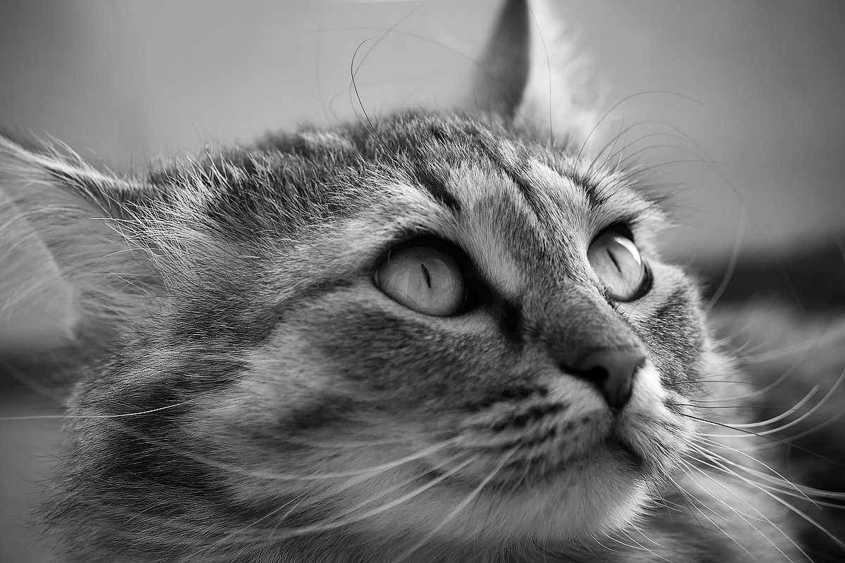 кошачьи рассуждения о жизни