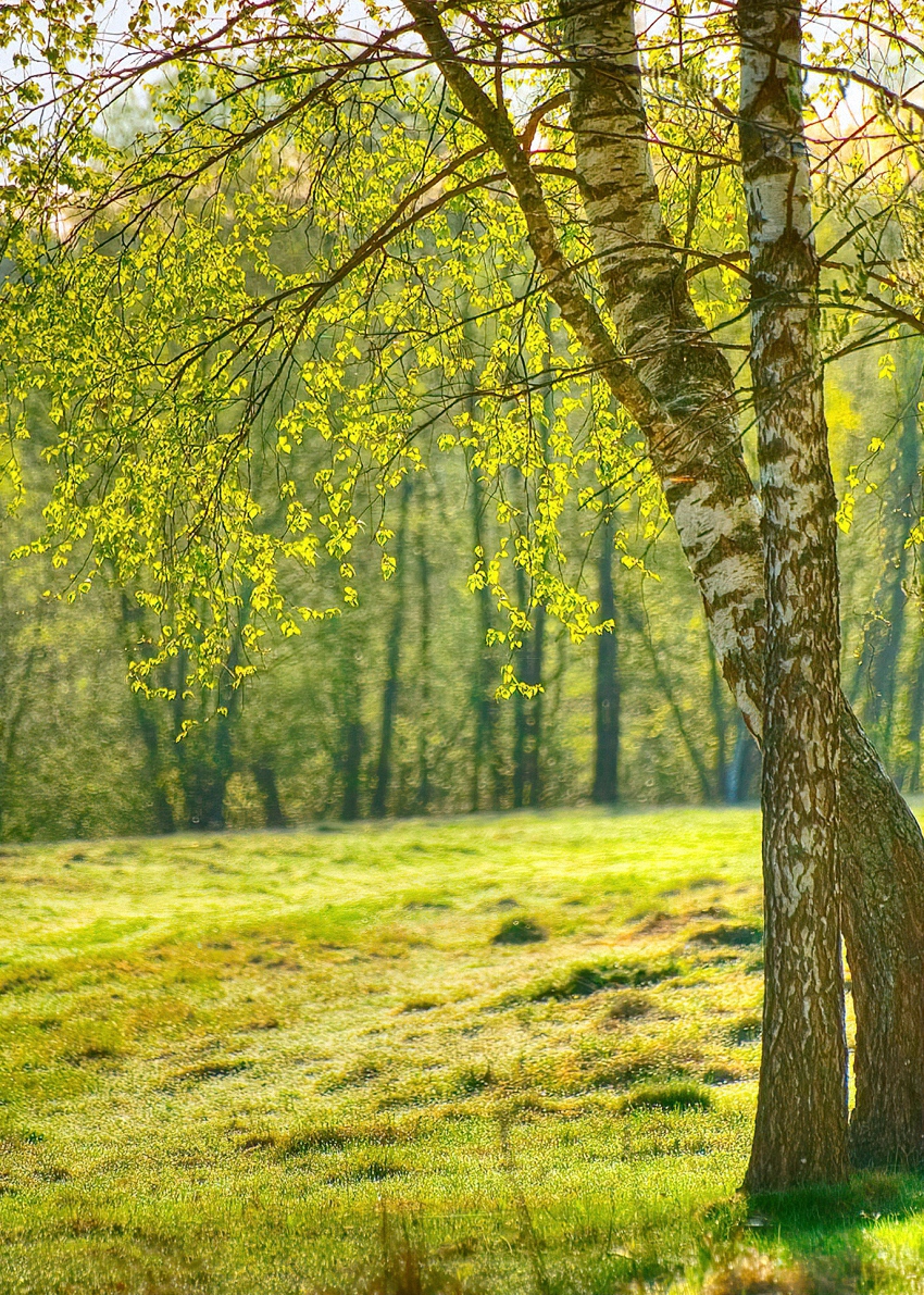 Весеннее настроение