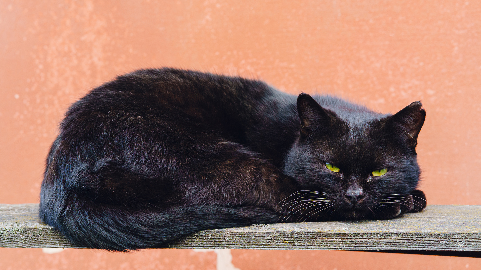 Кот