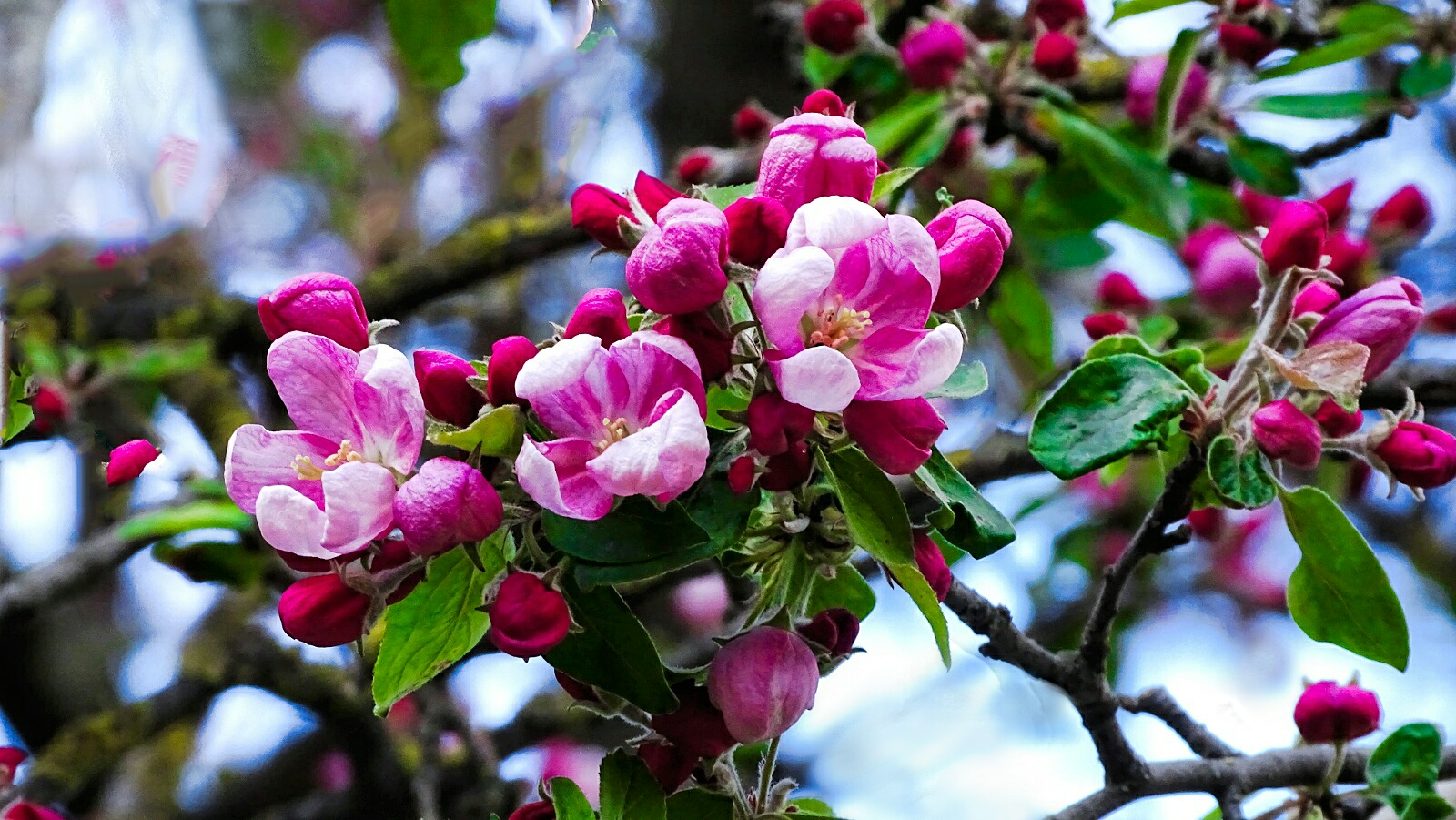 Природа Смоленщины 