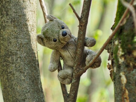 брошенный в лесу