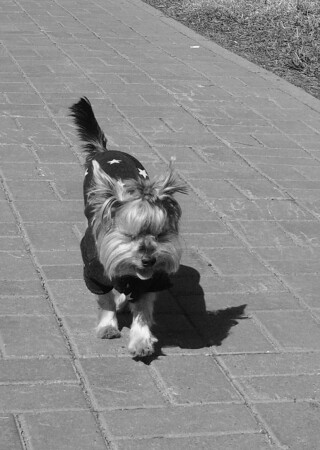 По дороге из кирпича