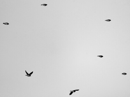 Angry Birds