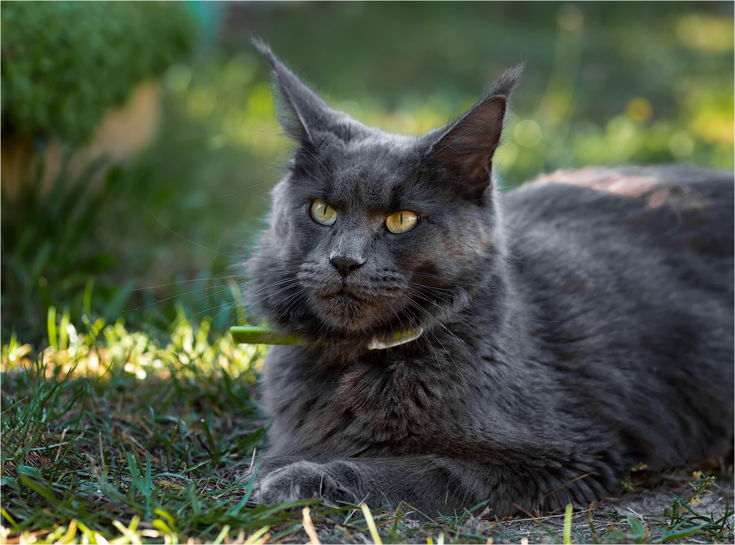  Maine Coon