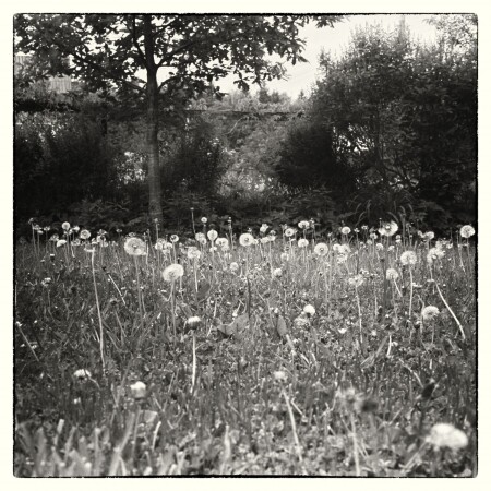 Одуванчики